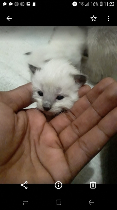 siamois 3 mois f et 7 bebe ba9a lihom 2 semine