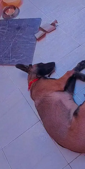 Chien Malinois 9mois " Ovah" à vendre