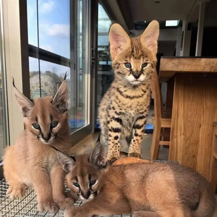 serval,caracal,savannah kitten