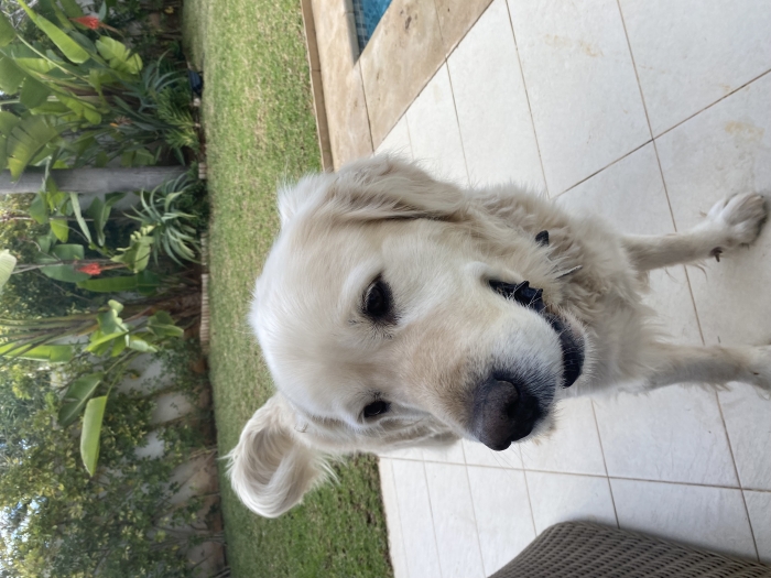 Golden retriever male disponible pour accouplement