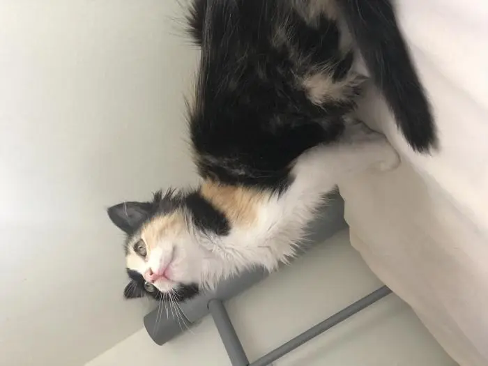 chatonne pour adoption