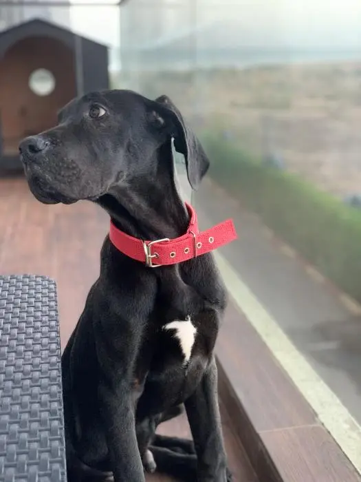 Dogue allemand - Danois