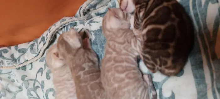 Bengal pedigré exceptionnelle