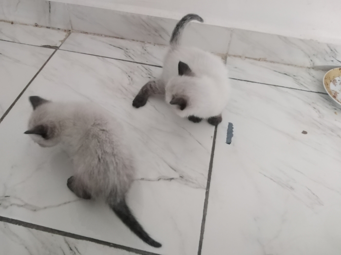 Chat, chatons à adopter