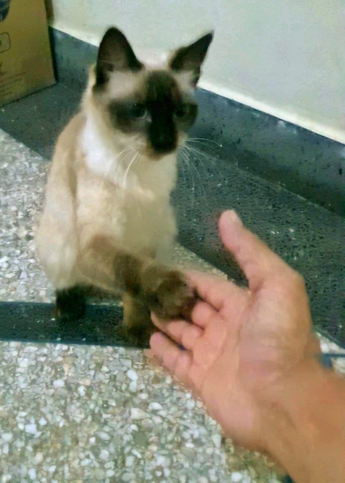 Adoption : Chatte Siamoise Astucieuse, 12 mois