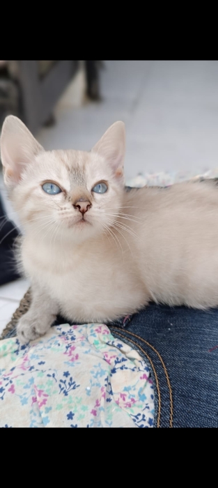 Chatons prêt a être adopter