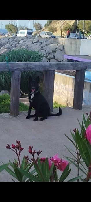 Chiot malinois mexicain noir