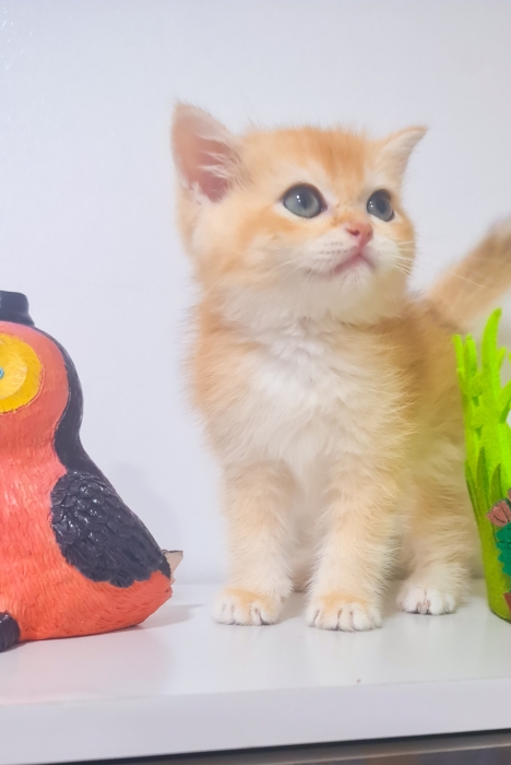 Scottish golden ny12