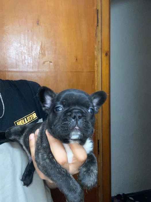 Bulldog français femelle