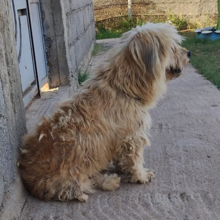 Bichon Havanais grand taille