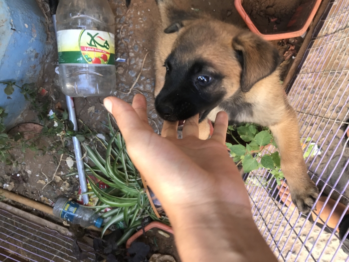 Chien  Minilois 1 mois et 14 jour un bonne santer