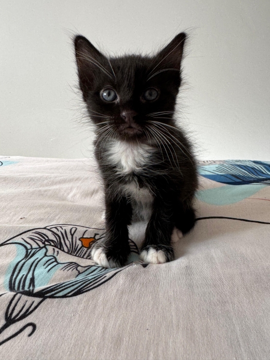 Chaton mâle pour adoption