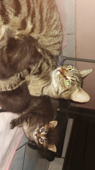 Chatons a robe Norvégienes gratuit ! 🐾