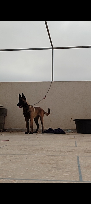 Maniloi charbonner avec carnet de vaccination