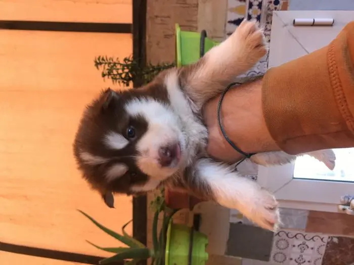 Chiots husky pure