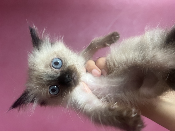 Chaton siamois a vendre