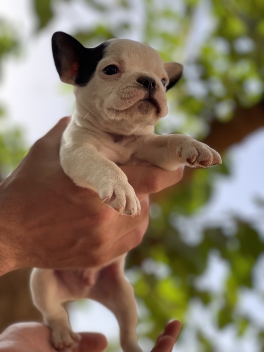 Choits bulldog français