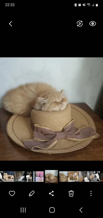 Persan Imalaya pure race