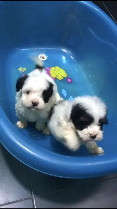 Bichon maltais et havanais