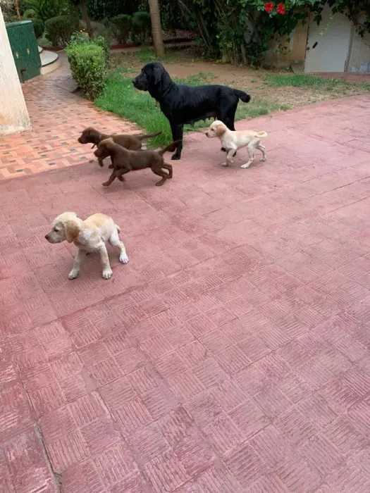 Chiot labrador femelle