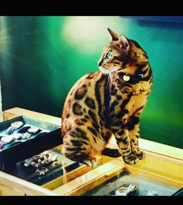 Bengal