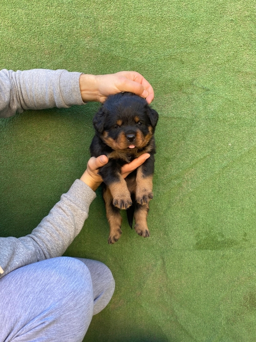 Rottweiller pur race