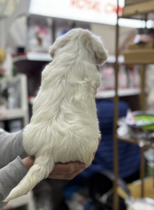 Bichon maltais avec cadeaux
