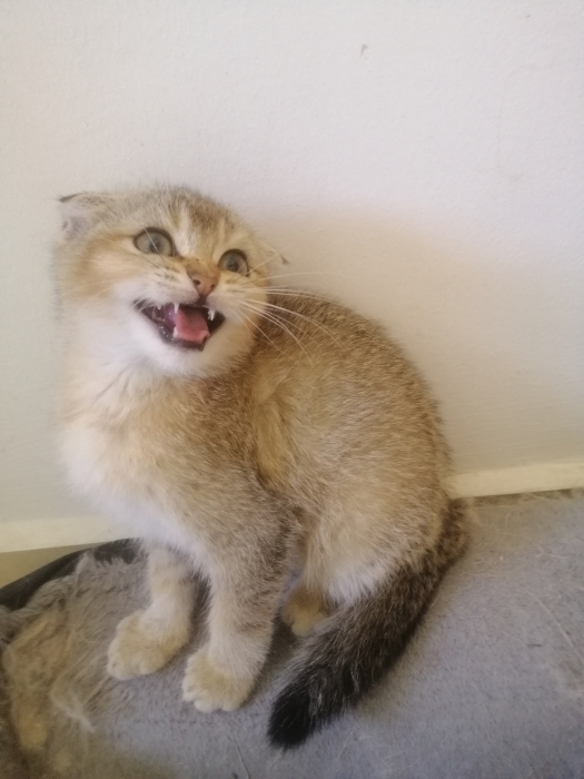 Scottish fold femelle