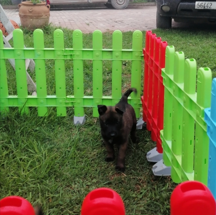 Berger Belge Malinois