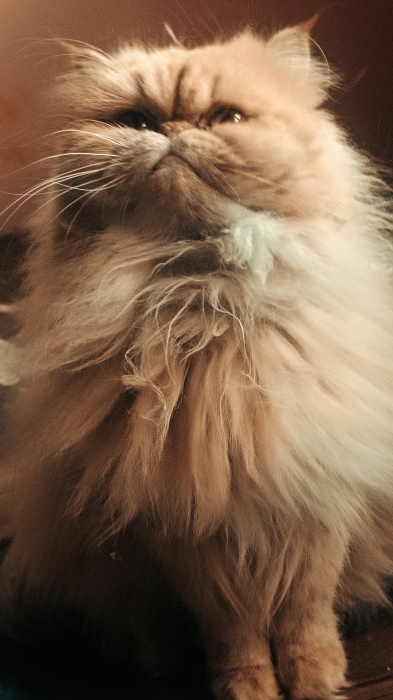 Chatte persan a vendre