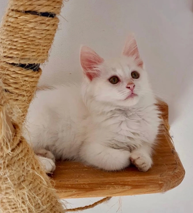 Croisement de race mainecoon