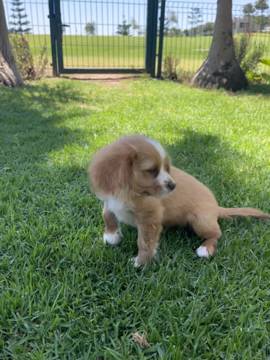 Cavalier King Charles
