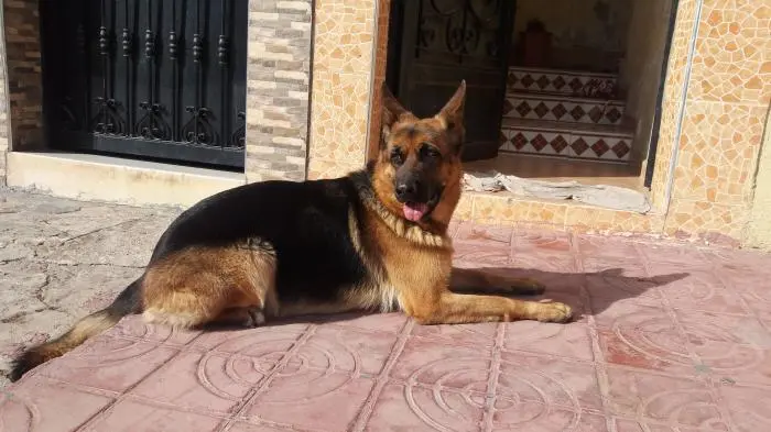 Femelle berger allemand