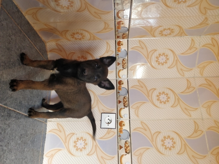 Chiots malinois charbonnée pure