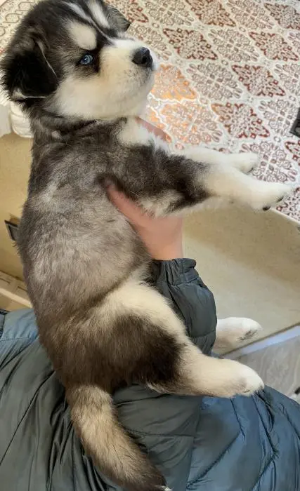 Husky poil long pure race