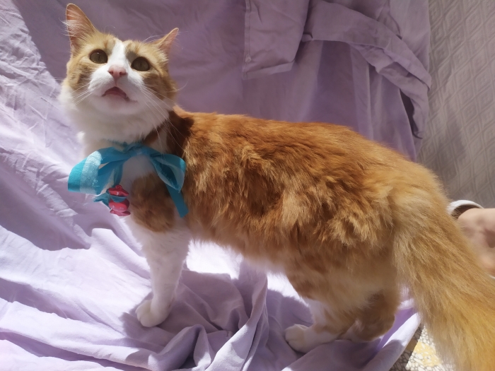 Magnifique chat Norvégien roux pour adoption