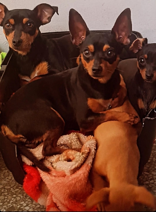 3 Pinschers nains + une portée en route