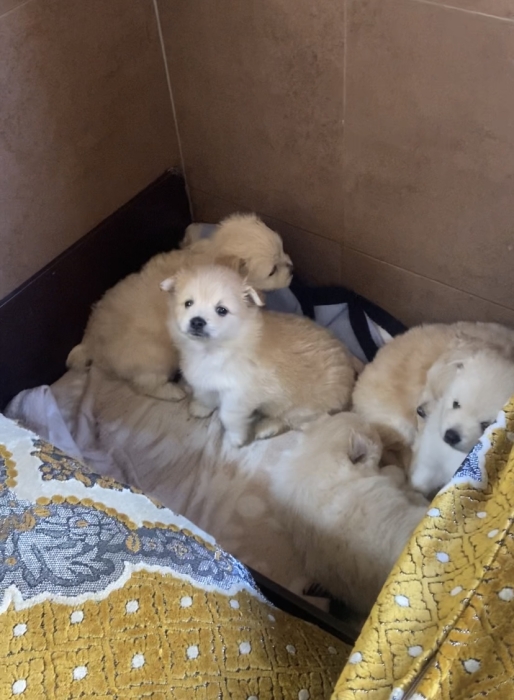 Chiot Spitz pure race