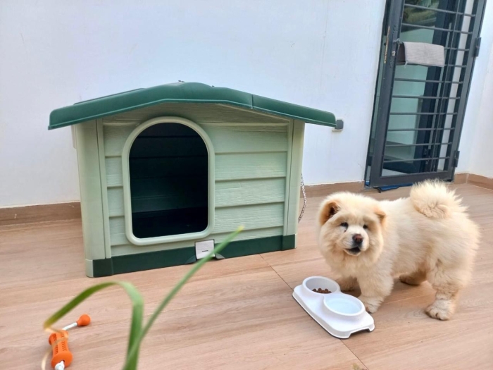 Chow Chow blanche cherche à être adoptée