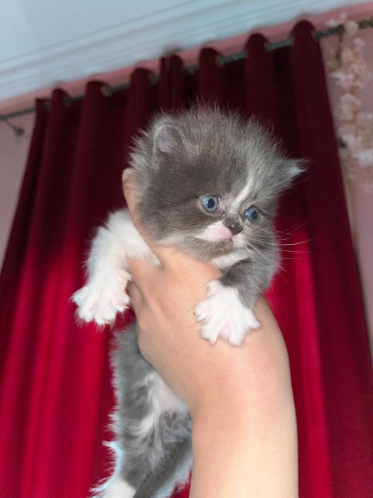 Persan et son petit ami