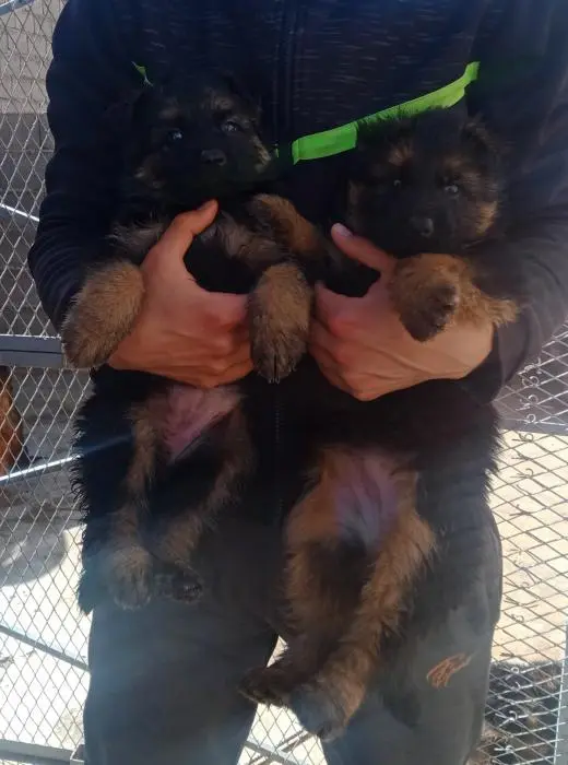 Berger Allemand Poil Long