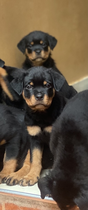 Chiots rottweiler pedigree ligne champions