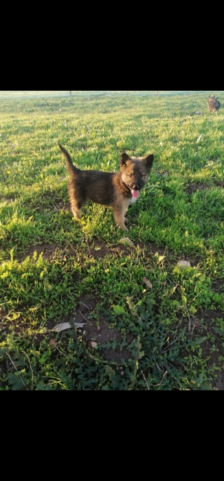 Chiots berger allemand poils longs
