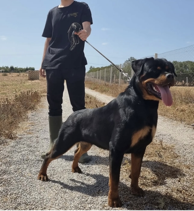 Rottweiler pedigrée confirmé