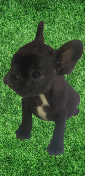 Bulldog français exotique