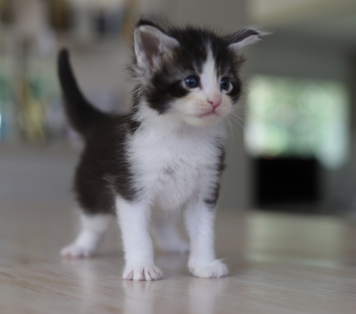 Male maine coon black and white pedigree