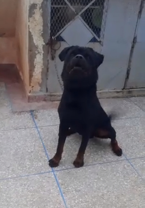 Super male rottweiler race pure