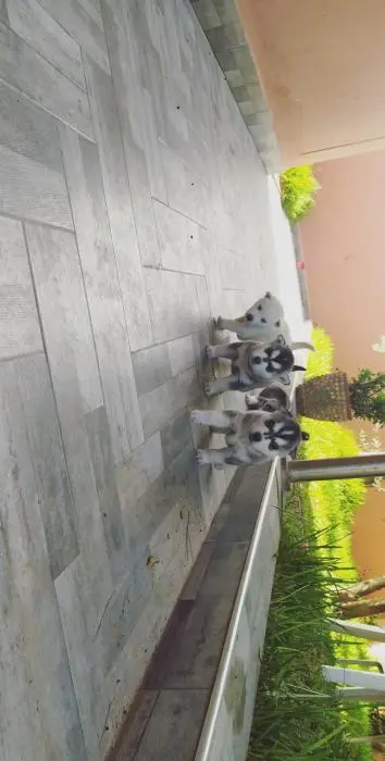 Chiots husky à vendre