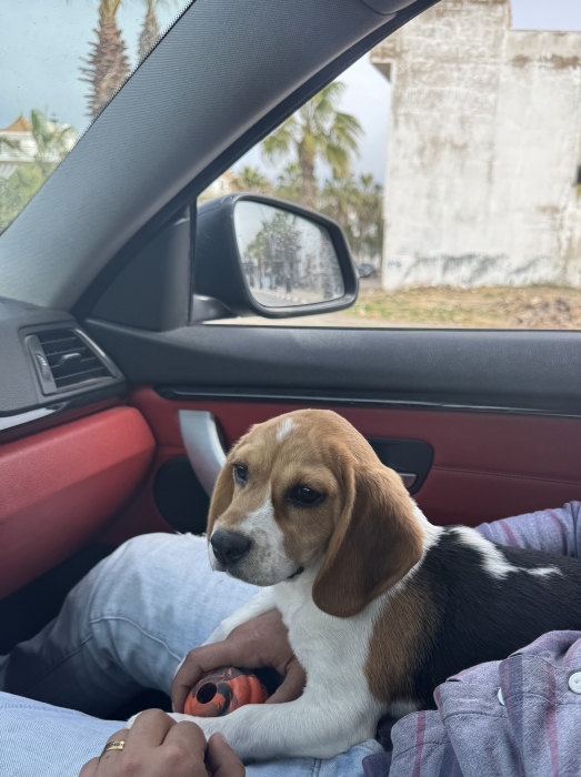 Chiot Beagle a vendre