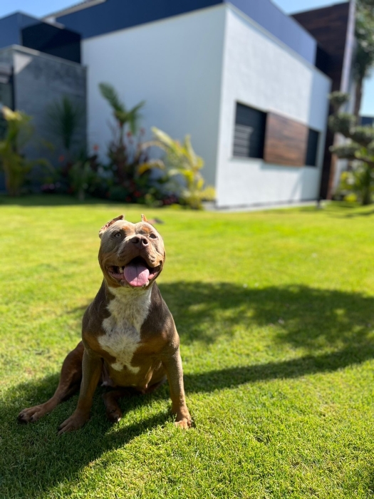 2 américain bully xl